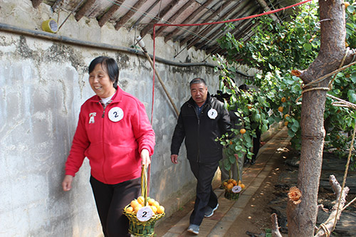 内文平谷区山东庄镇总工会开展采摘鲜桃、甜杏比赛1
