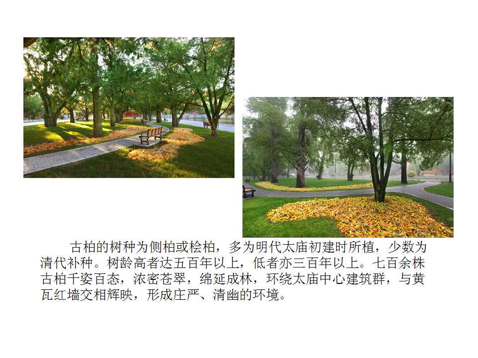 古柏林——有生命的文物(组图).jpg