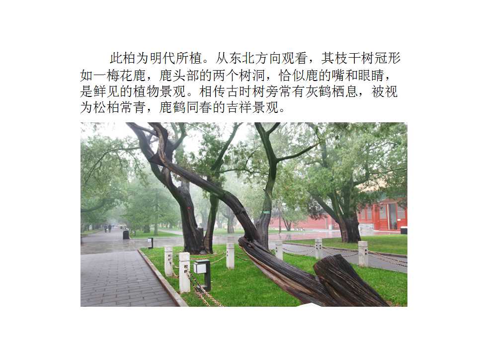 鹿形柏(组图).jpg