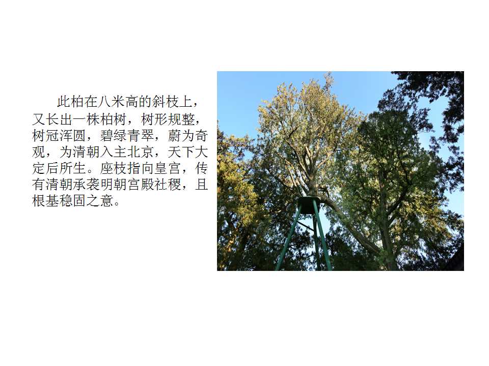 树上柏(组图).jpg